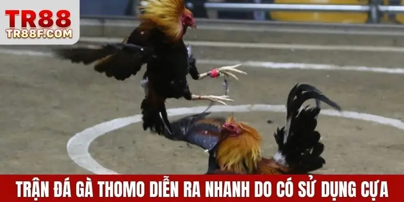 Các trận đá gà Thomo diễn ra nhanh do có sử dụng cựa